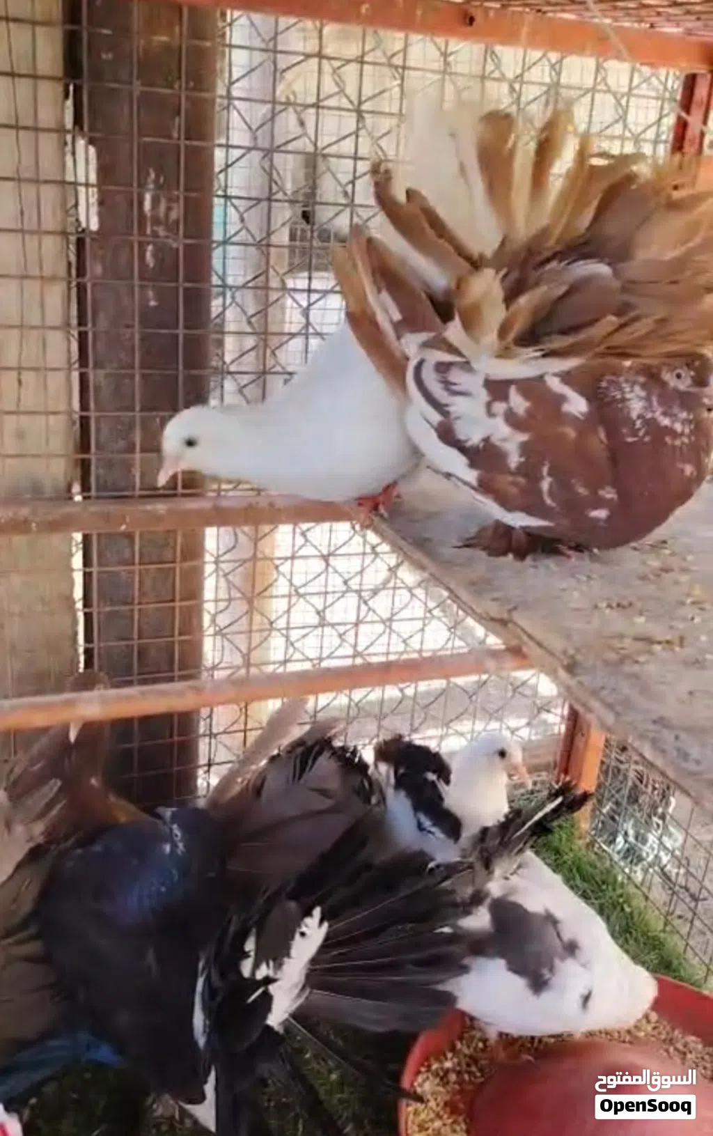 حمام شمسي ومدينه وزينه للبيع شاهد الوصف
