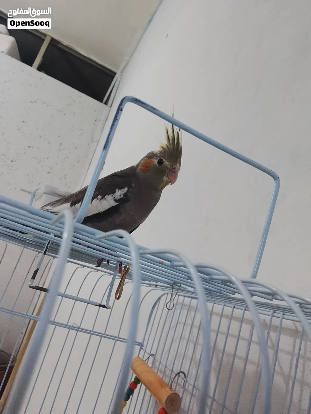 سلام عليكم متاح حبتين كوكتيل مخاليف اليفات حبات بتجنن واحد سكني و ثاني وايت فيس