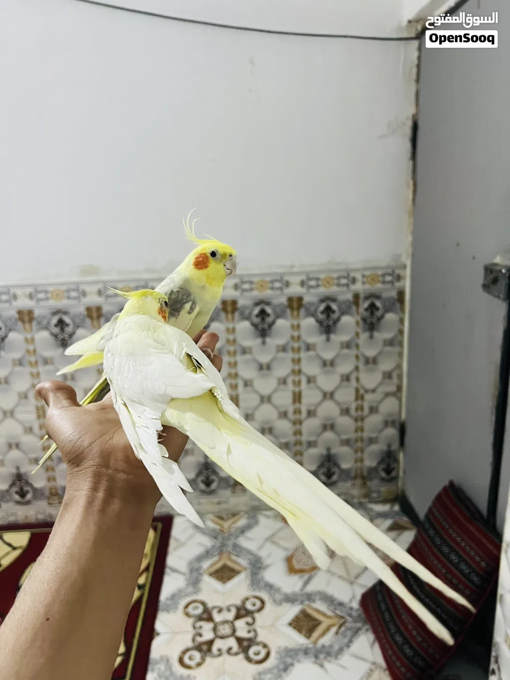 كوكتيلات مال بيت ليفات