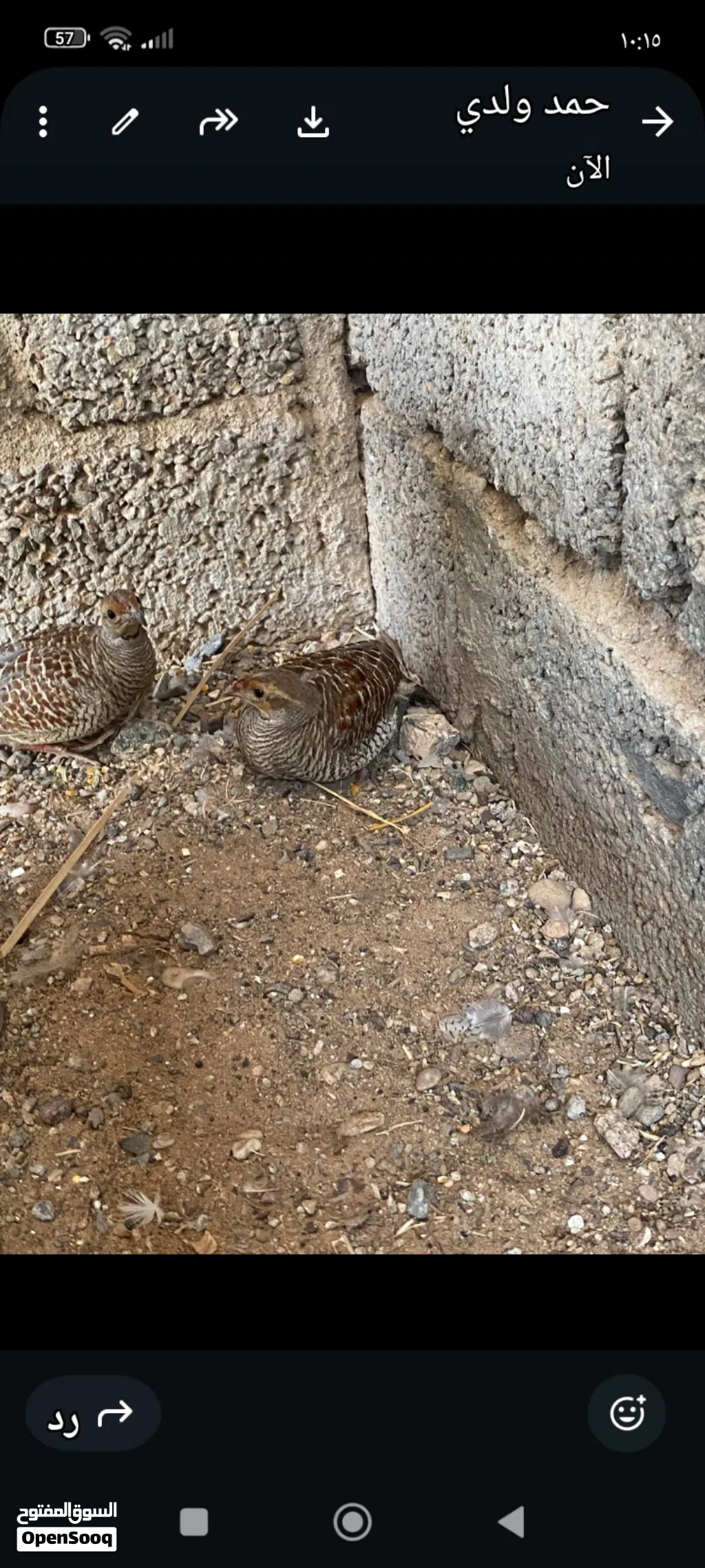 صفارد للبيع اموره طيبه