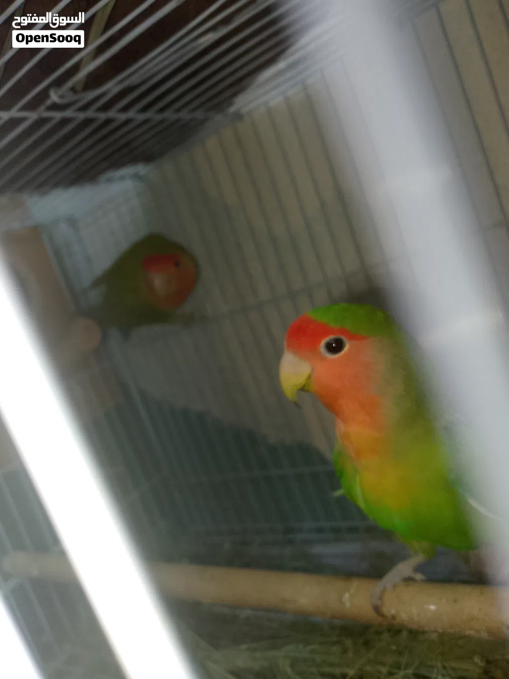 للبيع زوج روز (Lovebird) جاهز للإنتاج