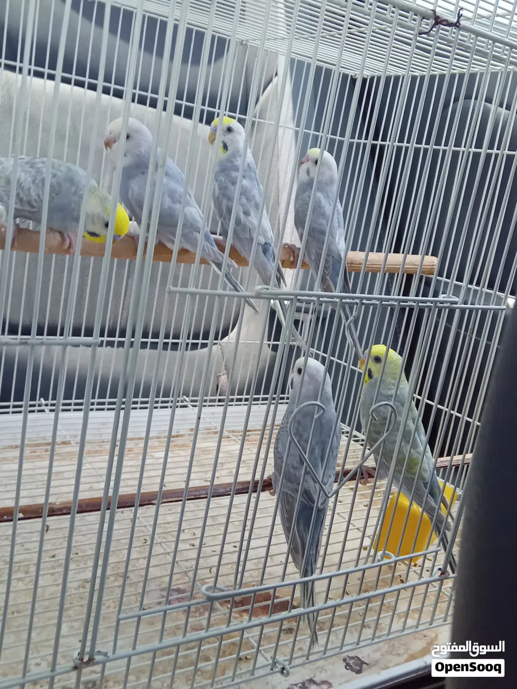 اربعه دكوره رينبو وزوز إنتايات