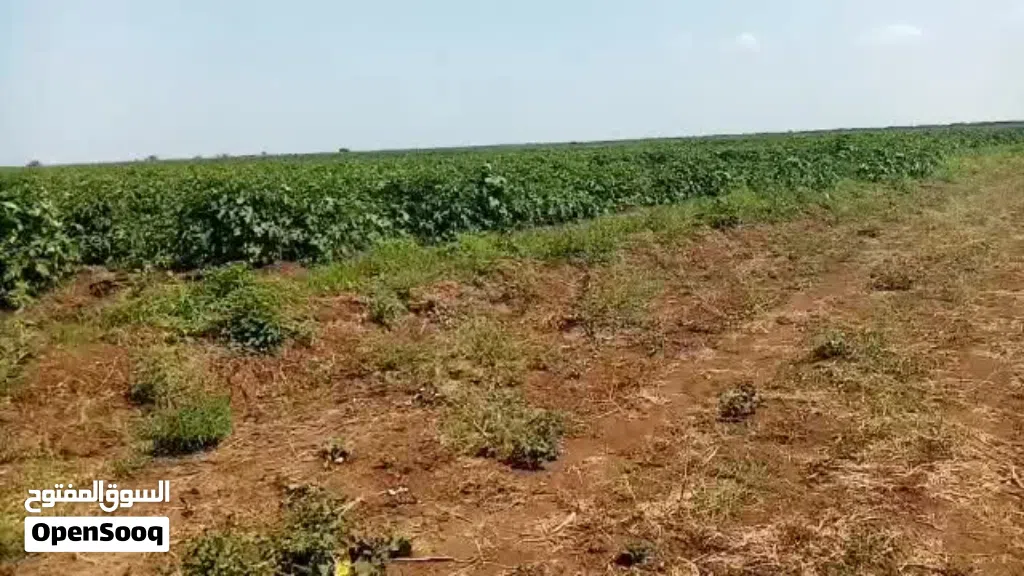 للبيع مزرعة 5 فدان ملك عين