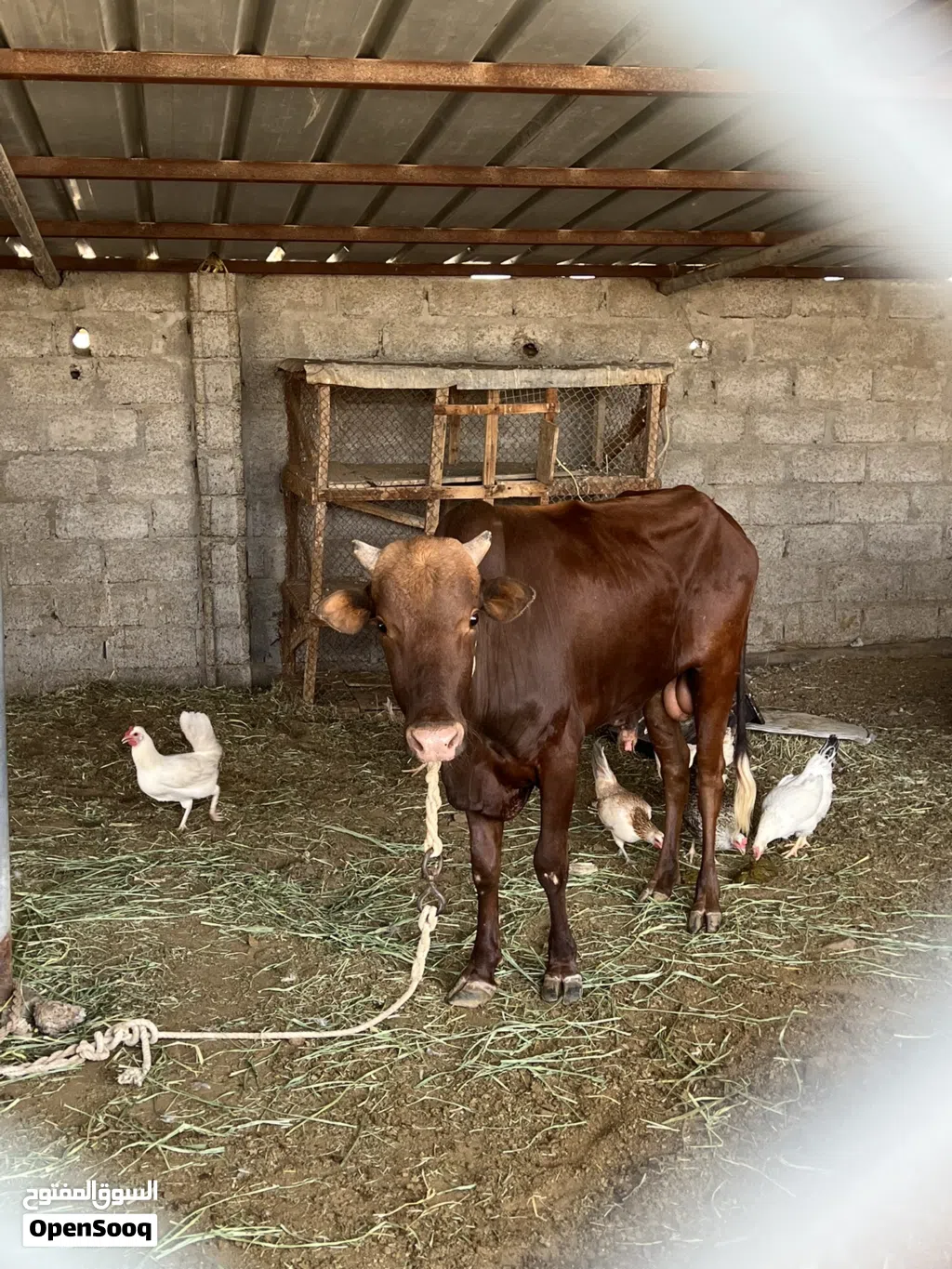 للبيع ثور عماني نظيف