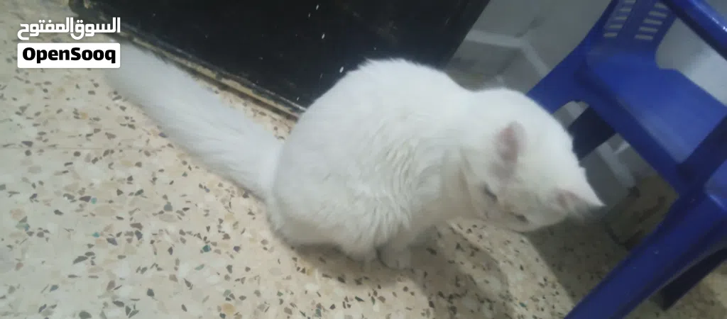 حيوانبدي عندي بسه بدي ابيعها