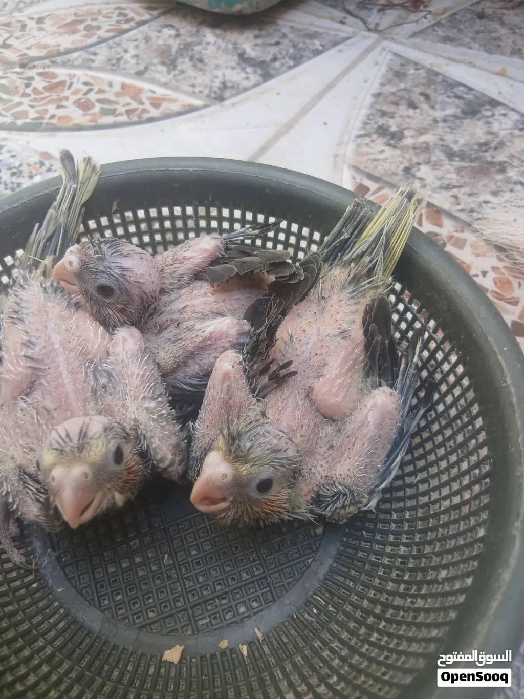 افراخ كوكتيل