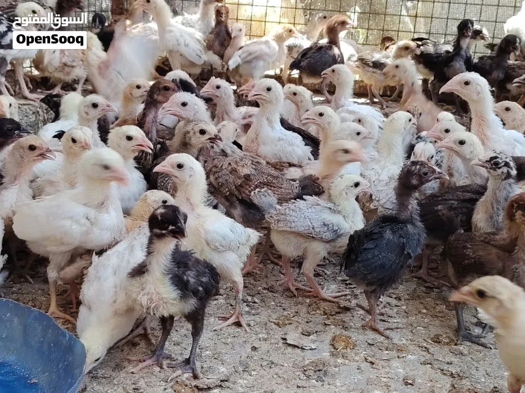 فرصه للتربيه المنزليه تتوفر سلالات تتميز بغزارة إنتاج البيض