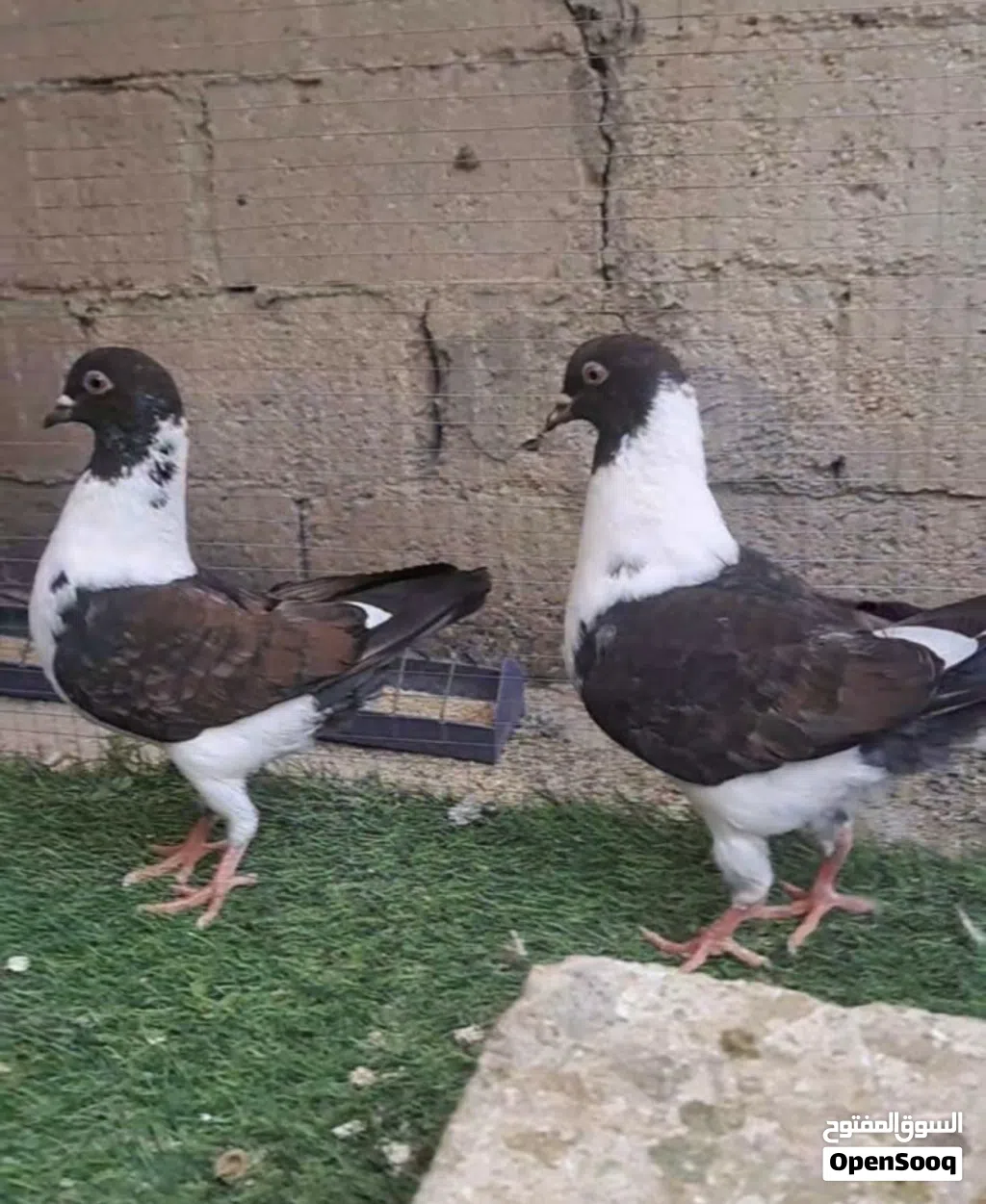 جوز حمام سيكي السعر 12