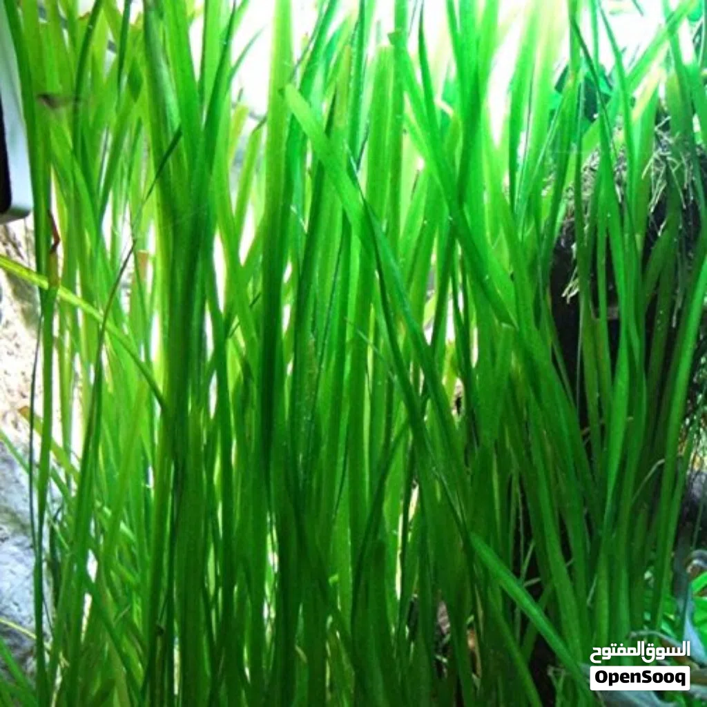 Tall grass العشب الطويل