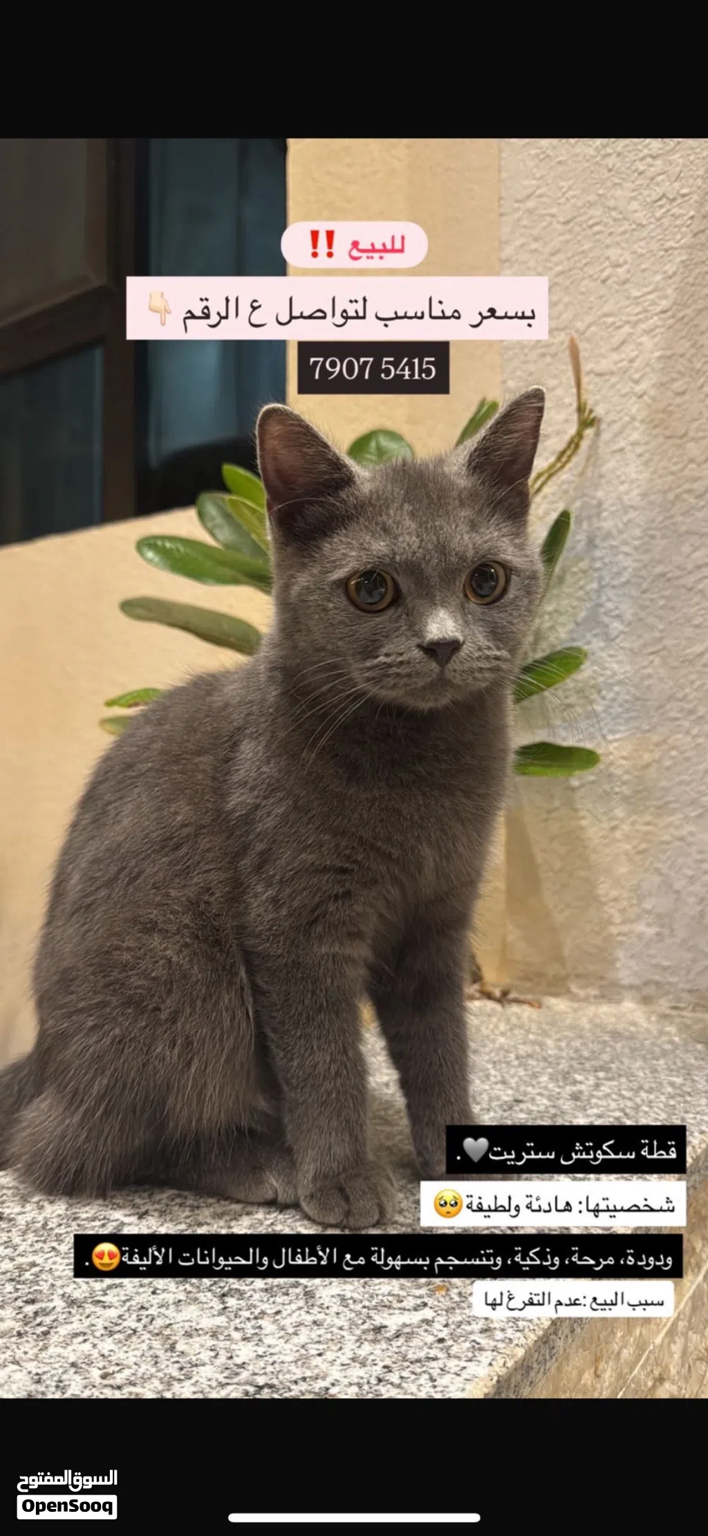 قطه سكوتش ستريت هاديه