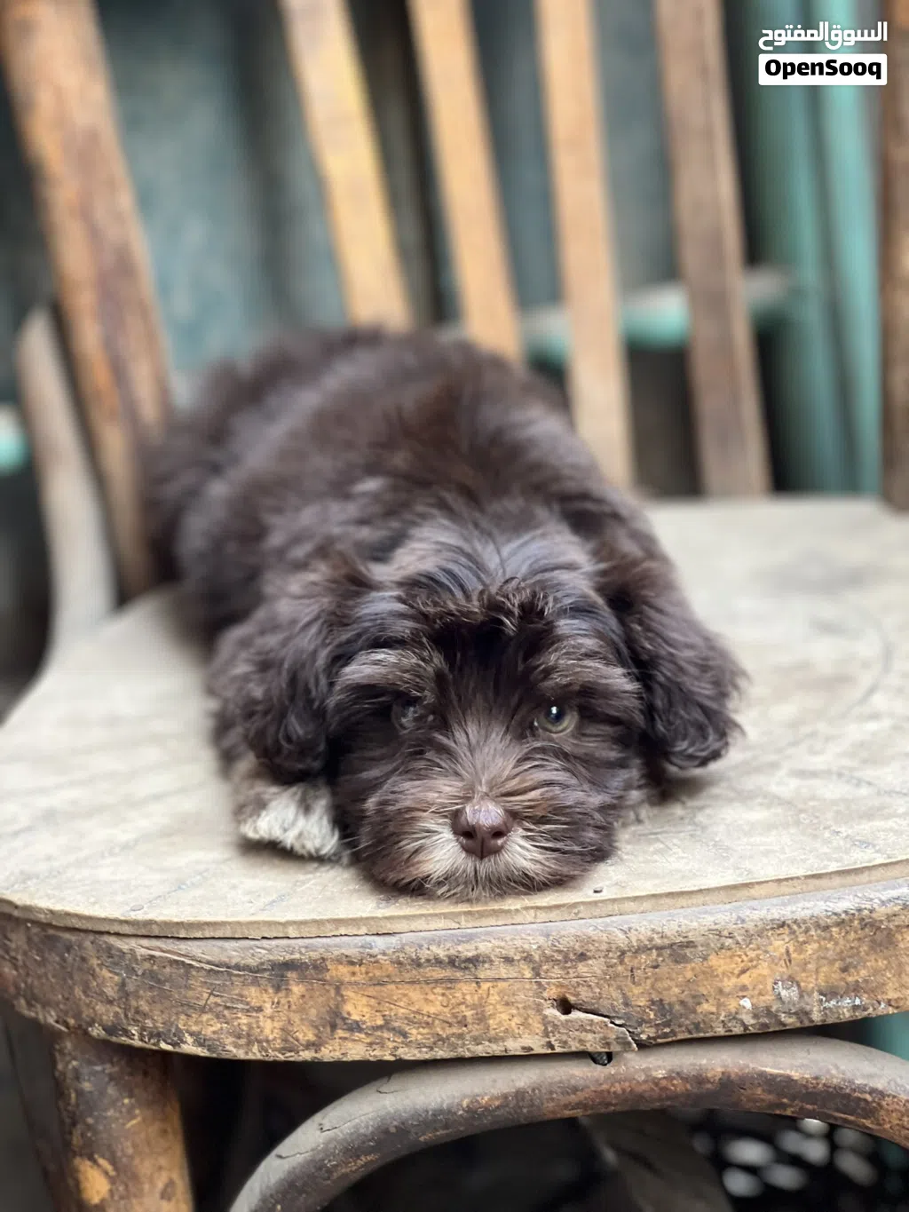 هافانيز Havanese