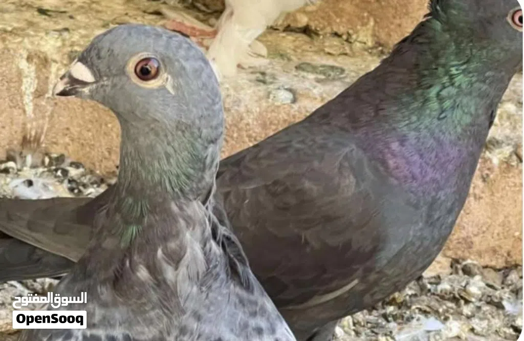 حمام للبيع عدد 6 متزوجات