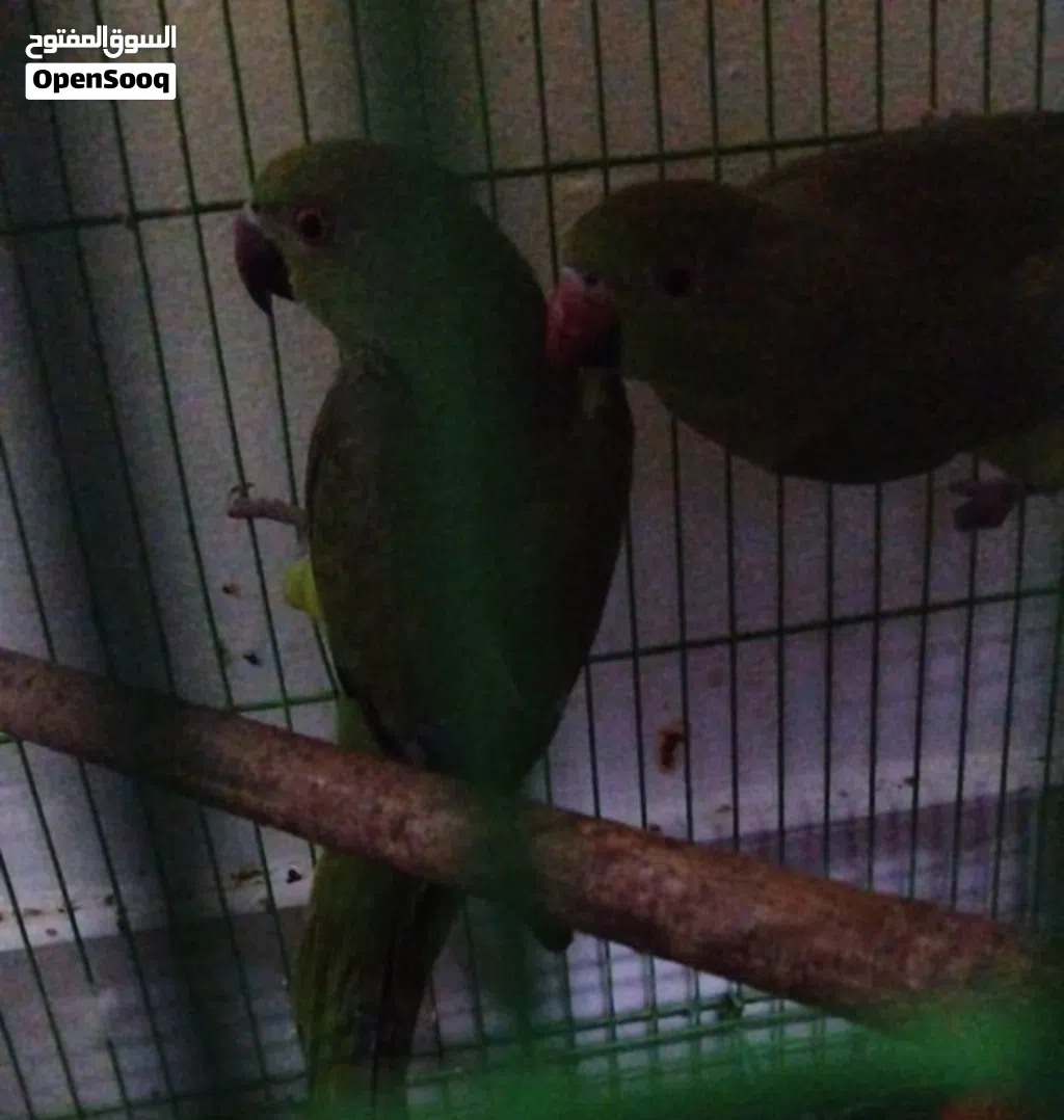 طيور متوالفة وبياضة درة وروز وبادي
