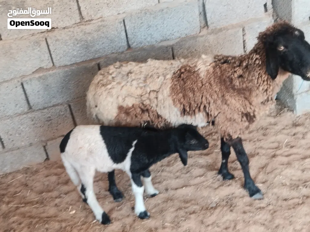 نعجه والده خروف نعجه ضنوتها اللهم بارك نعجه مرعي بس الي بيكسب خيرته فاها فيديو عالواتس اب