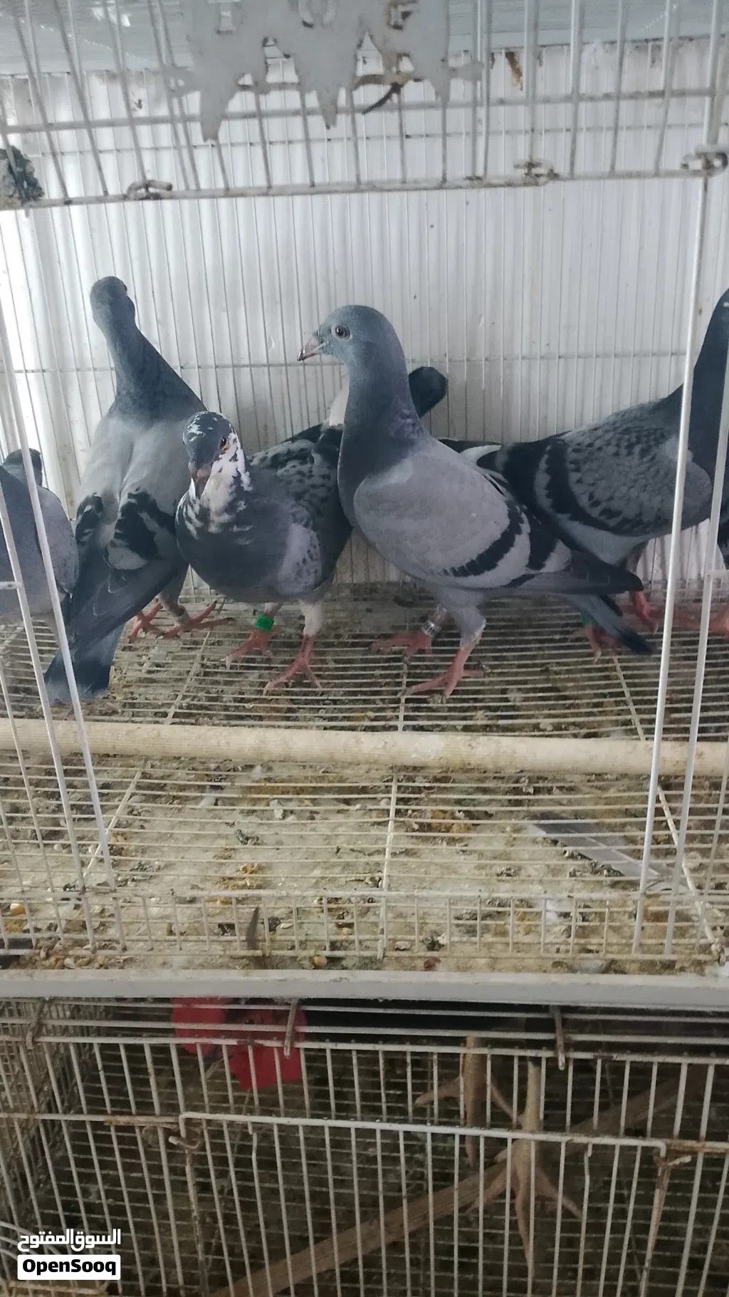 زواجل افراخ ينوصن بعدهم مامنشفات مثل ماواضح بصوره