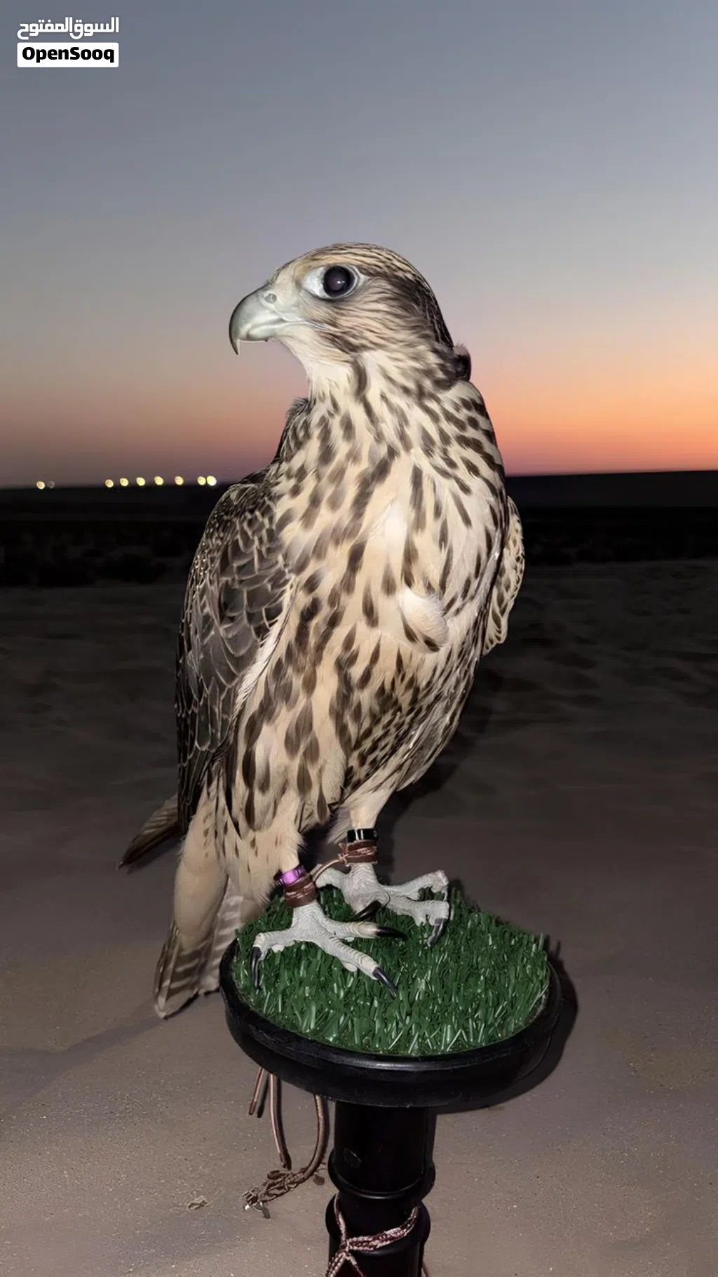 مطلوب طير جير شاهين