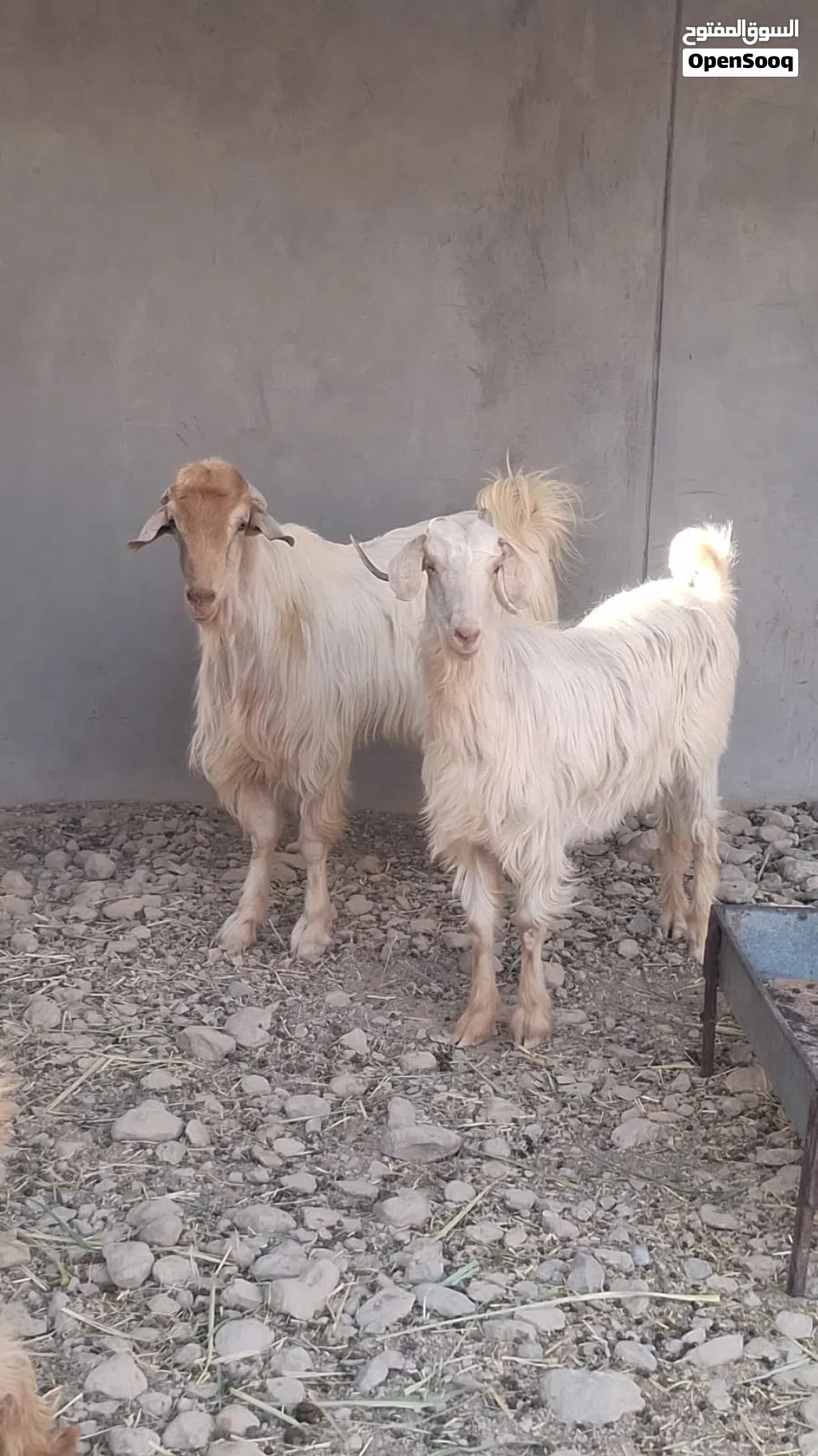 للبيع او المبادله