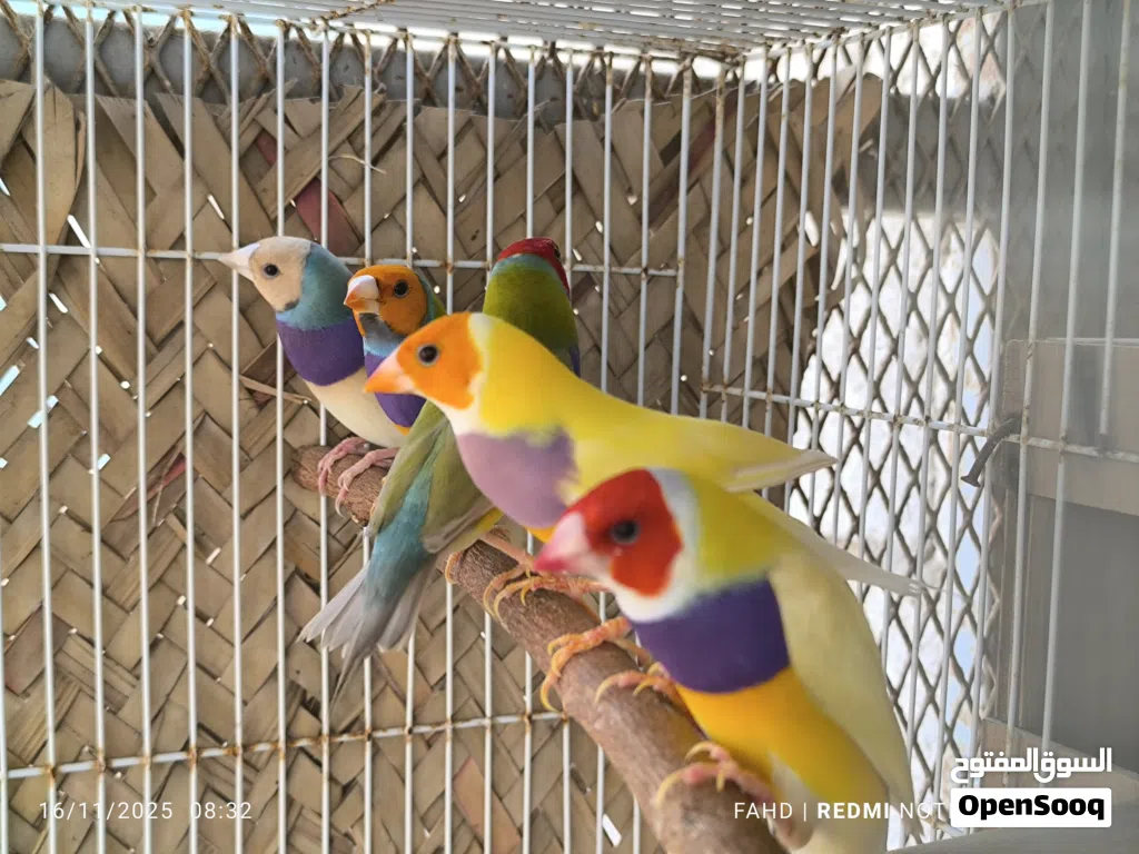 جولديان فنش Gouldian finches