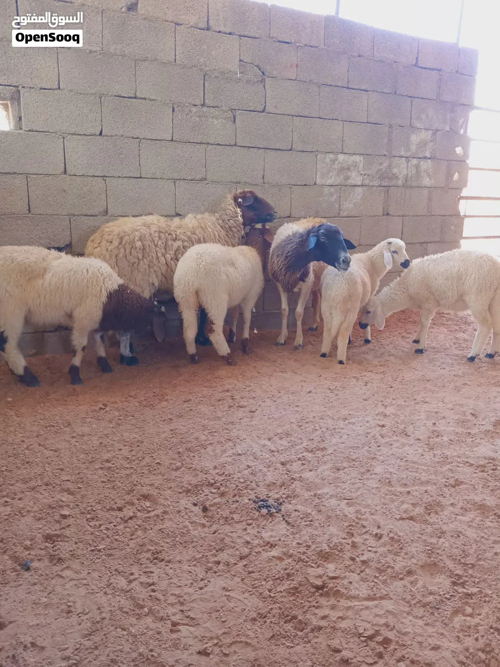 زوز نعاج ثوميات تحتهم 2خروف و2فطيمه