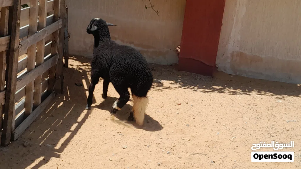 فطيمه وطنيه الله يبارك عمرها ف6شهور سليمه من العيوب متع تربيه او موس لبيدبح ميزان مشالله..