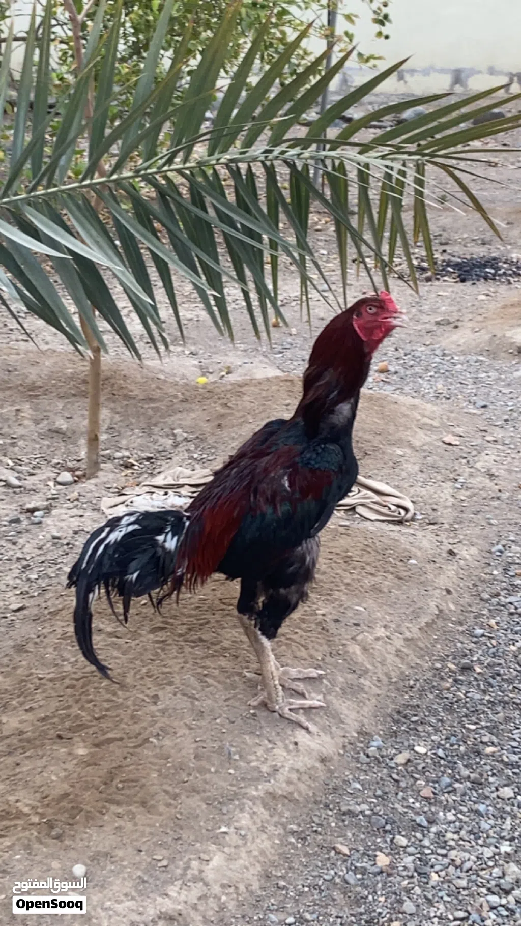 ديك بنجابي