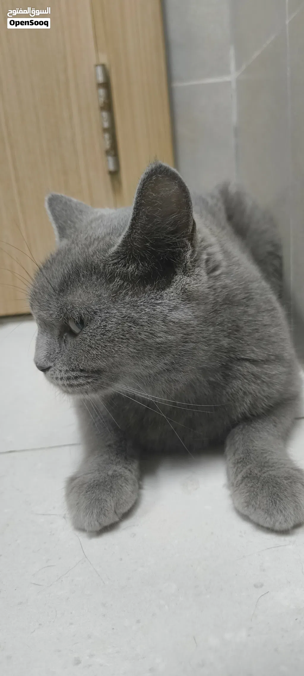 British Cat