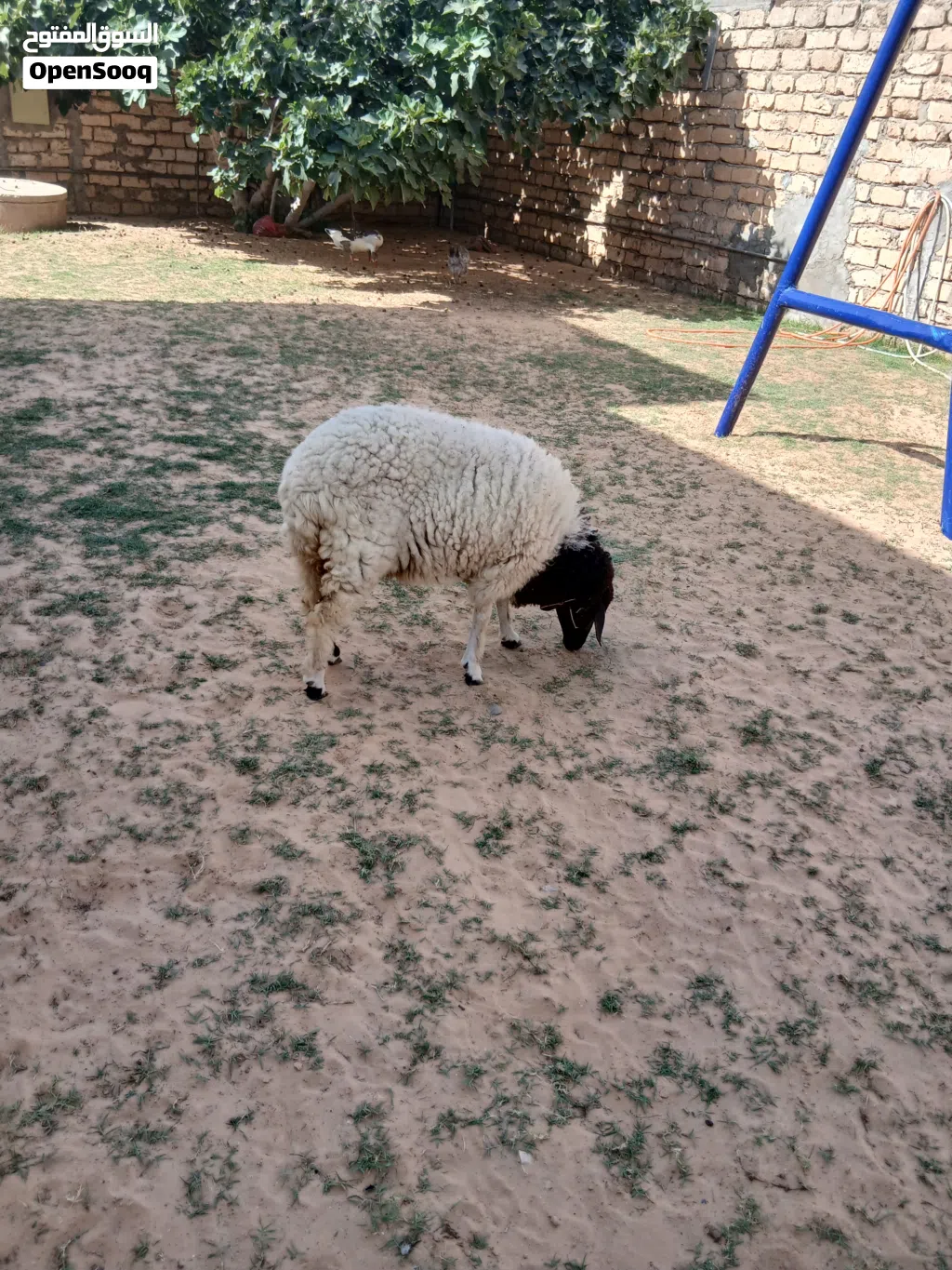 فطيمه الله ايبارك
