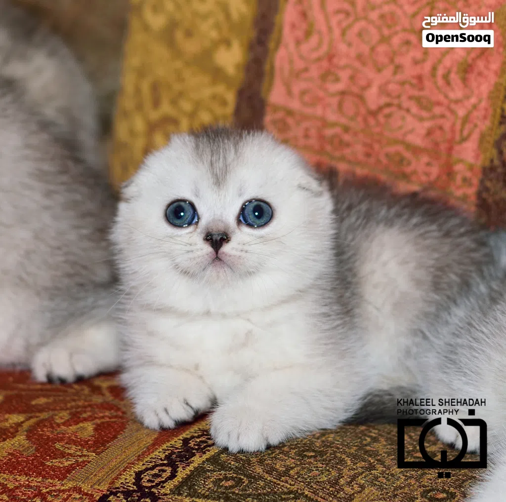 الاسعار تبدأ من 100 قطط سكوتش فولد شورت هير وقطط بريتش شورت هير Scottish fold&British Shorthair بيور
