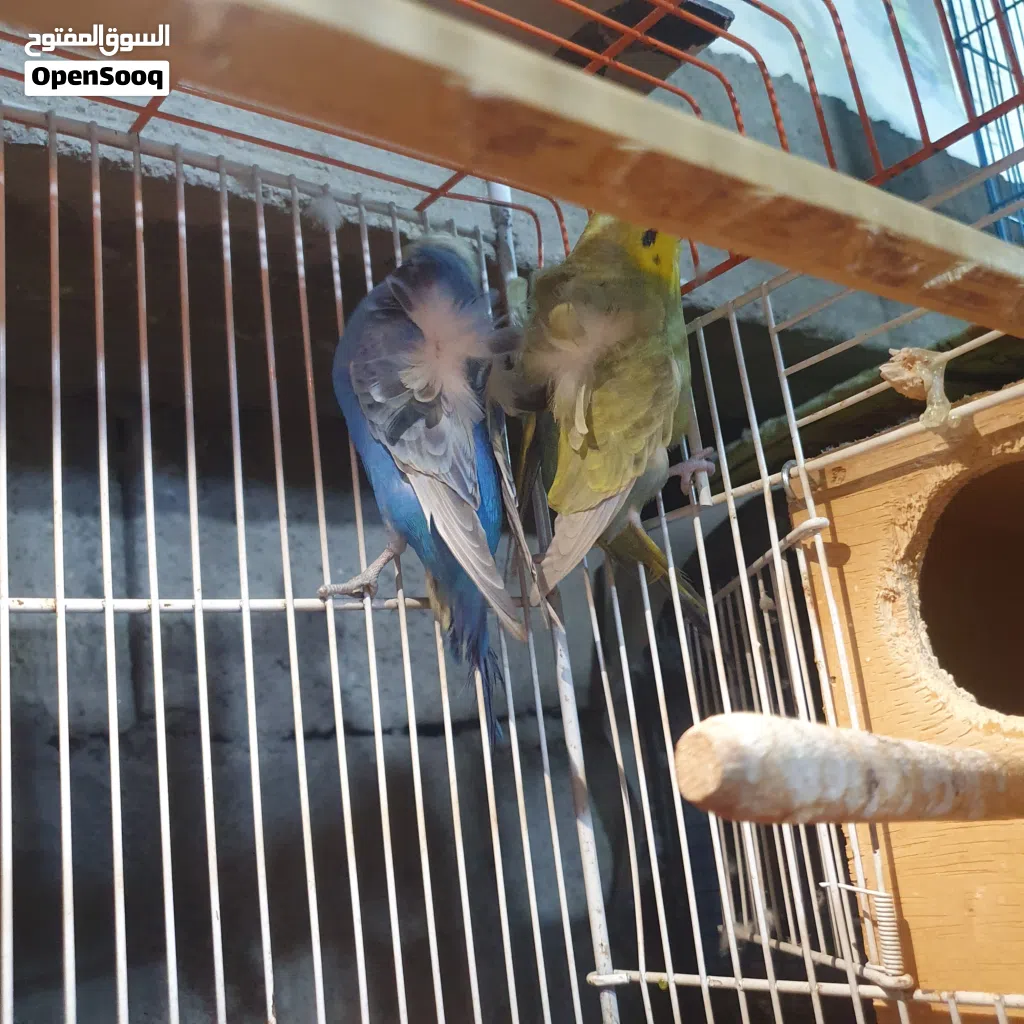 زوج هاجرمو فول ورده