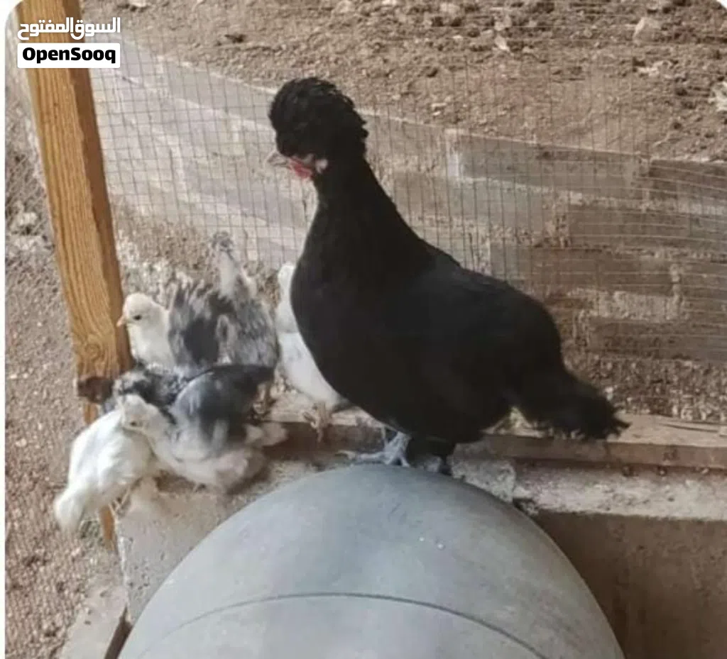 جاجه فرح ذيبا مع 9 صوصان