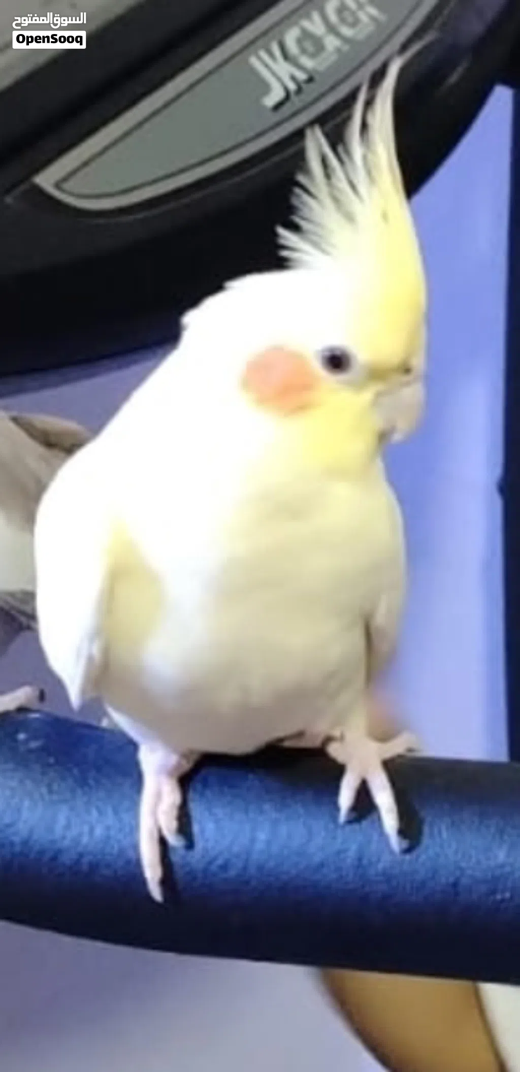 Beautiful white yellow cocatail bird available for sale with cage and food