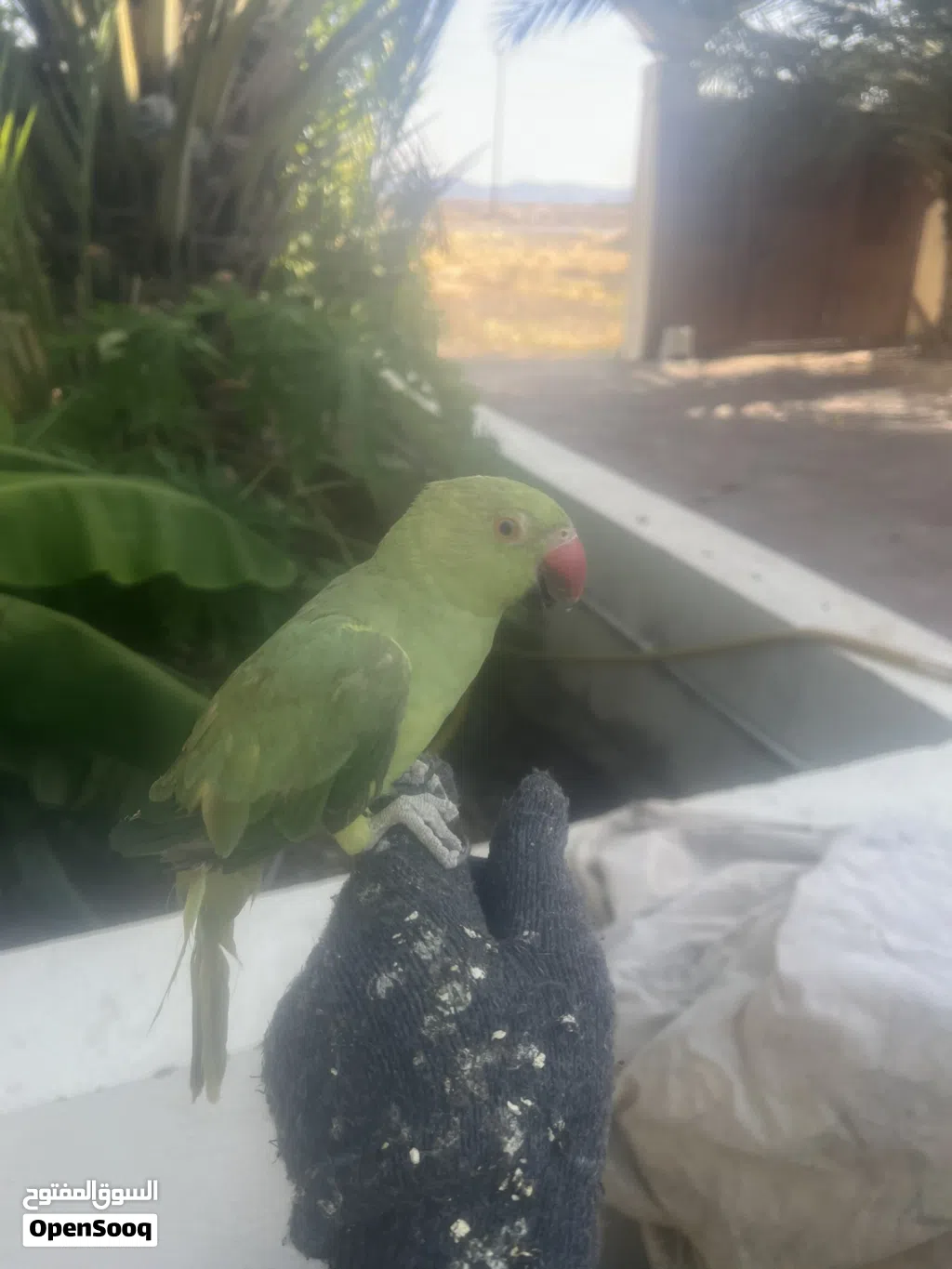 ببغاء دره يركب على اليد
