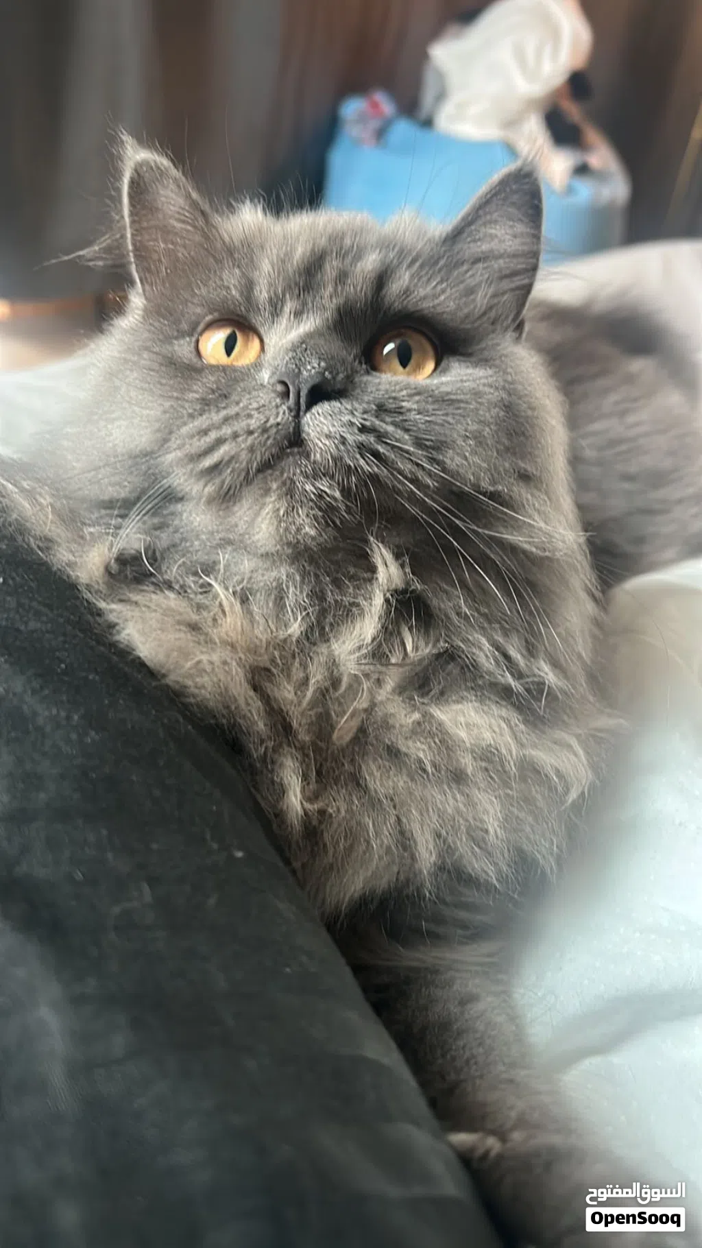 Persian-short hair mix female 10 months
