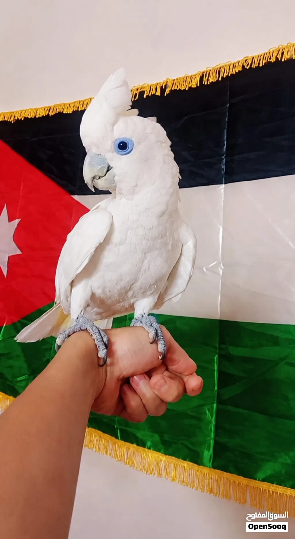 حبه كوكاتو بسم الله ما شاء الله
