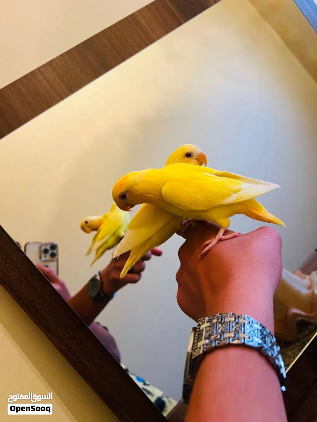ببغاء روز حركي ولعوب ترويض فل