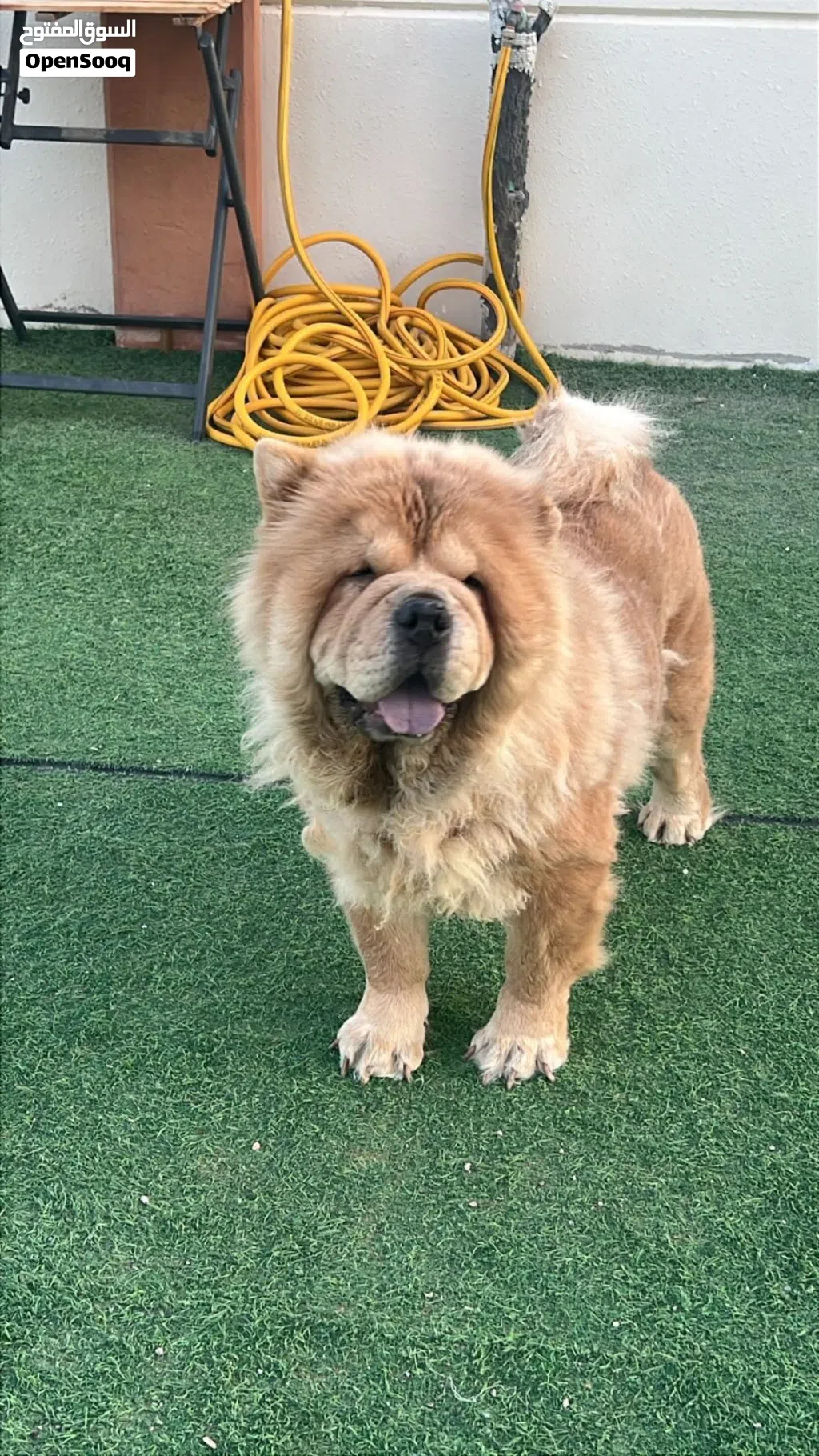 Chow chow pure breed