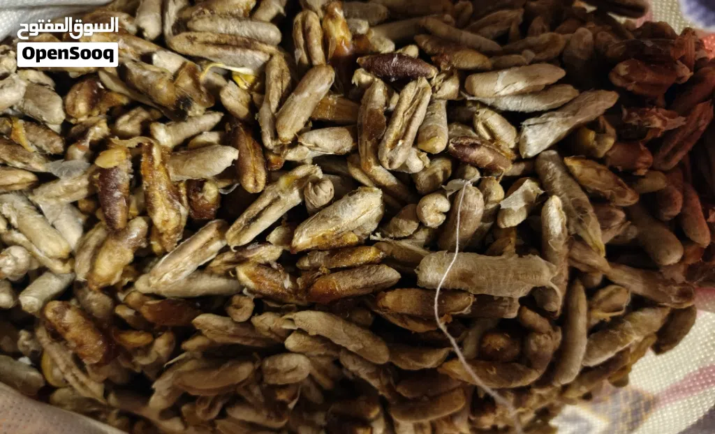 نوى تمر (فلح)