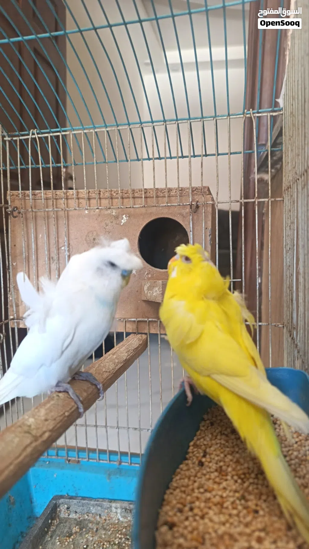 جوز عصافير مرتب