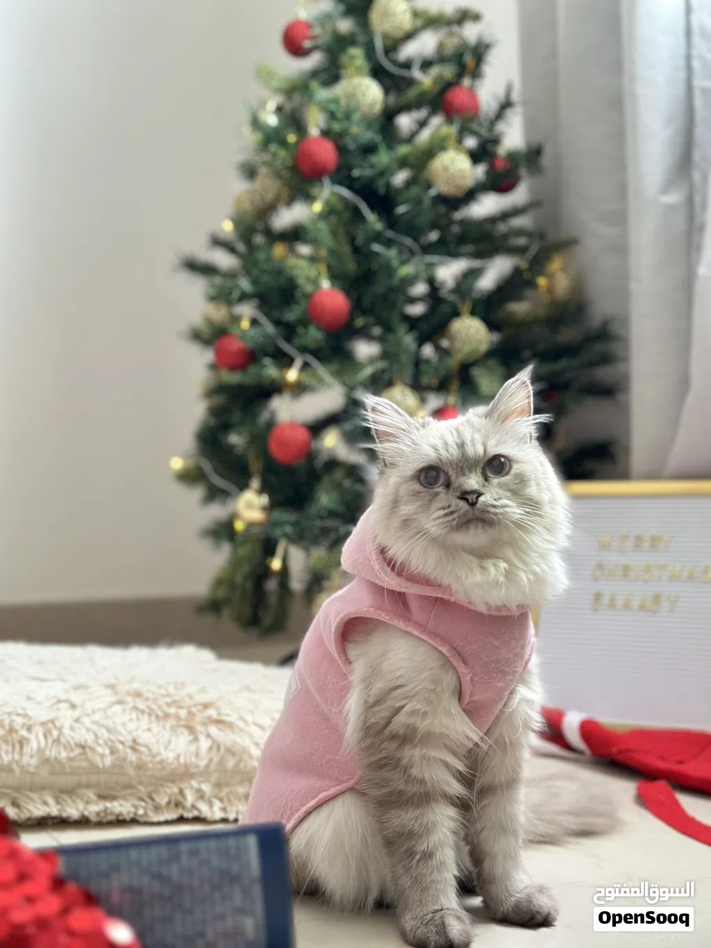 Sweet Female Turkish Angora with Persian Mix