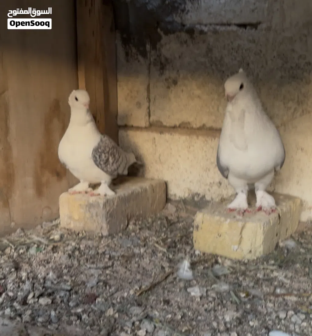 زوج بلجيكي