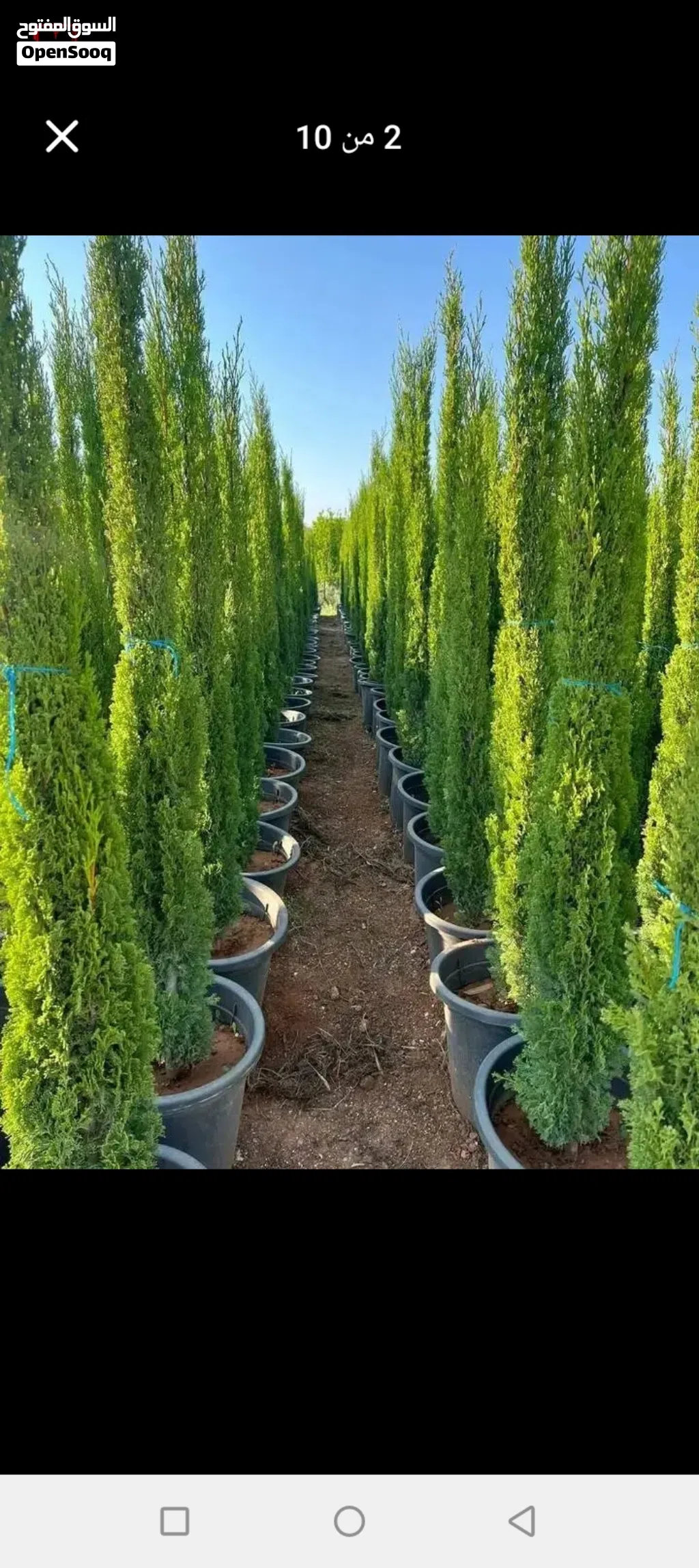 اقوى العروض على مستوى المملكه..... اشجار سرو توتم ايطالي نخب اول....شجر معبي يا أخوان ...بسعر العرض