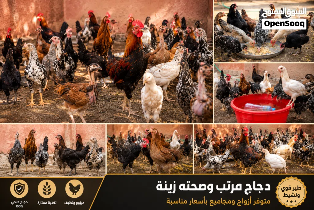 دجاج كويتي وعرب وبرانكليز وابو ركيبة
