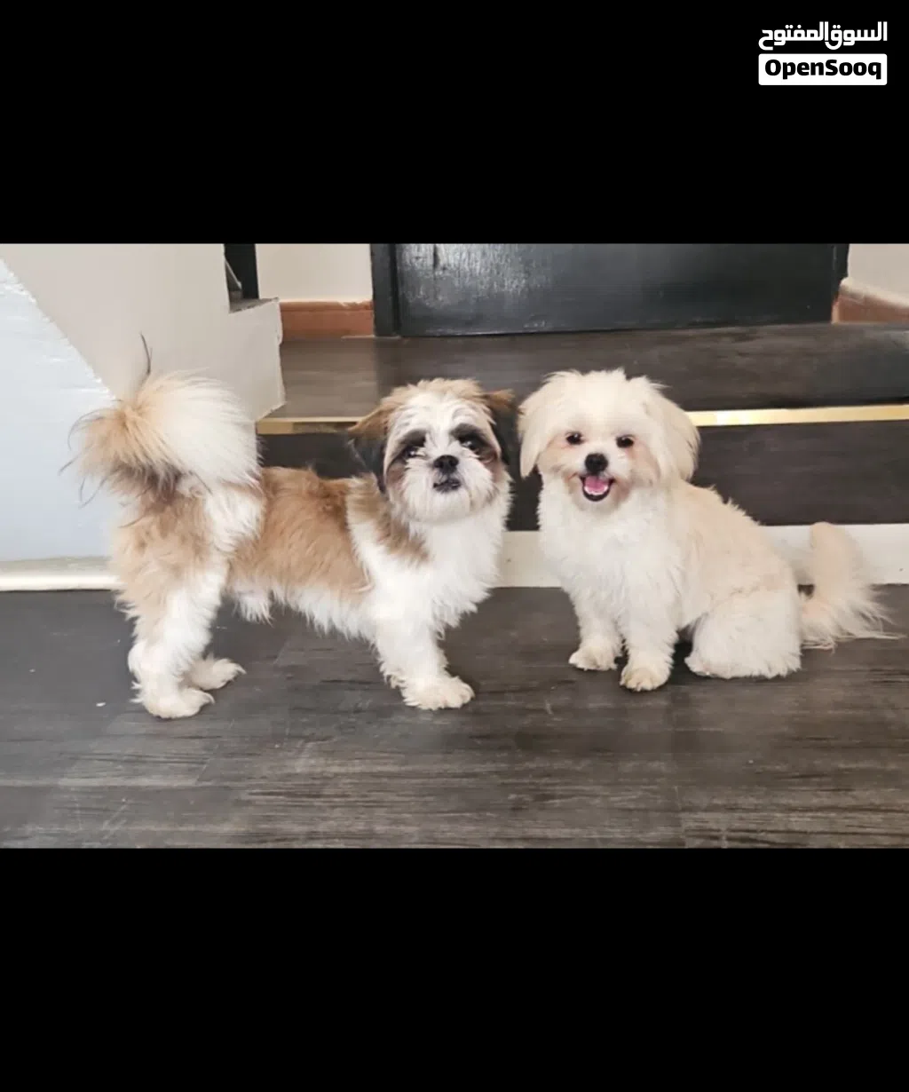 Dogs for loving home