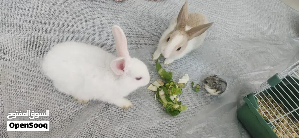 Healthy and Friendly Pet Bunny Available - PET ONLY