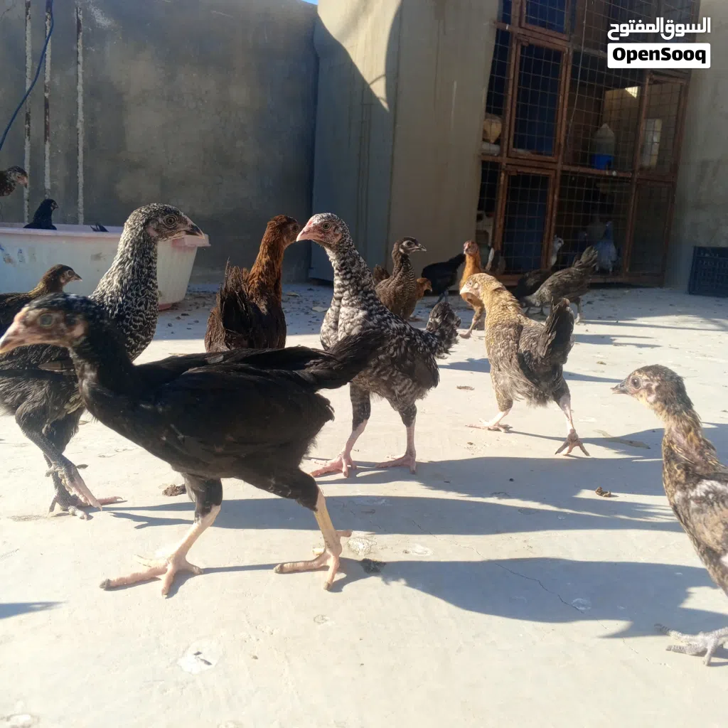 فرخات بلدي بذره الاصليه