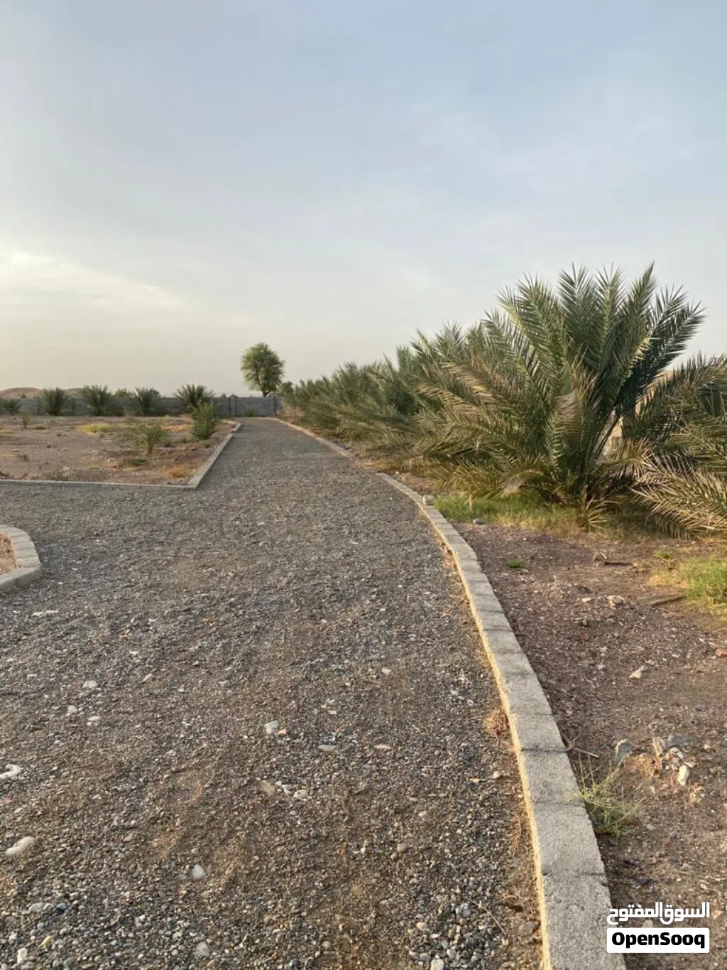 للبيع مزرعه في الدوح ولاية سناو بسعر مناسب جداً
