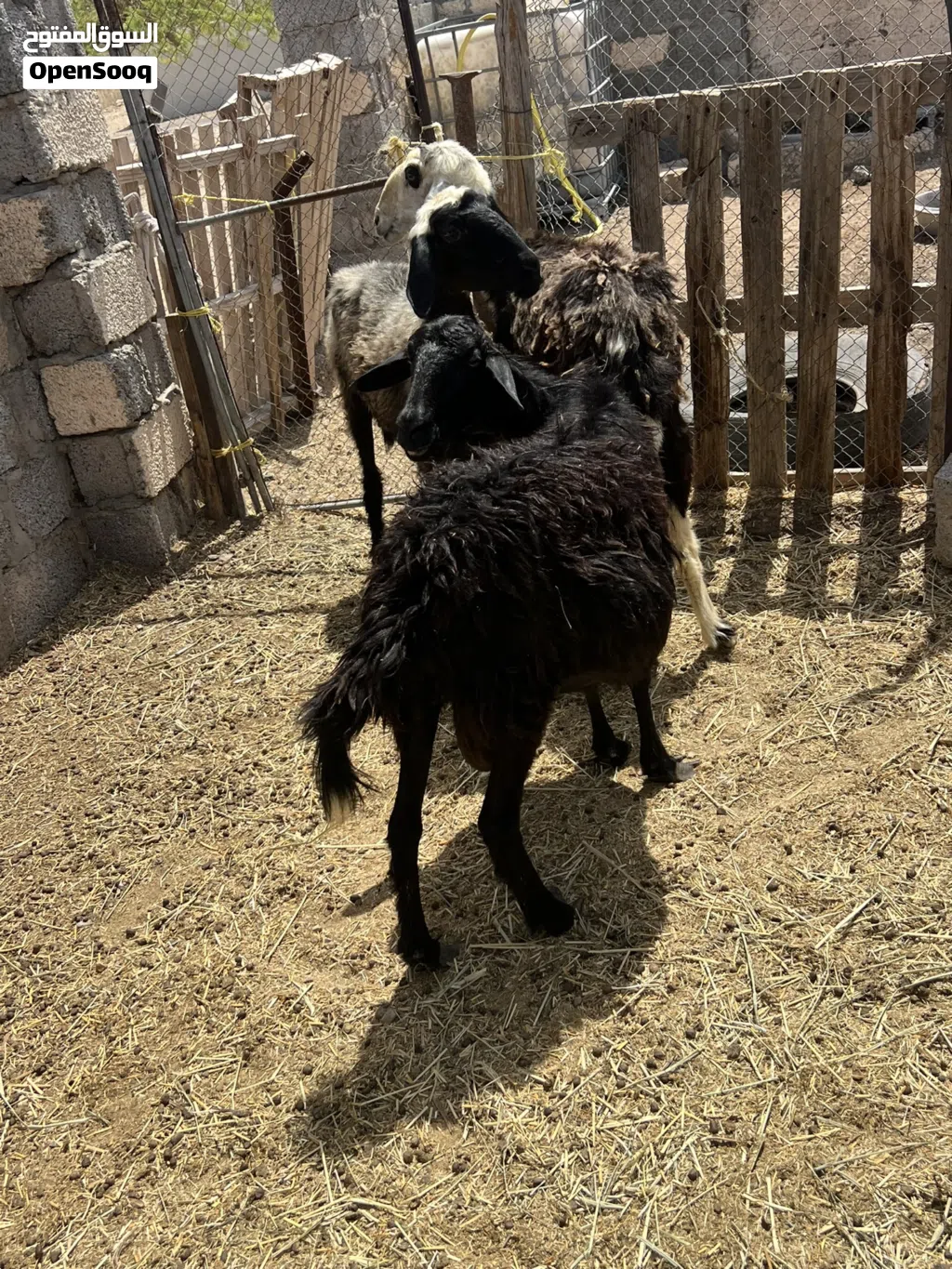 يعد عشار واحده جريب على ثلاثه تجيب ماشاءالله