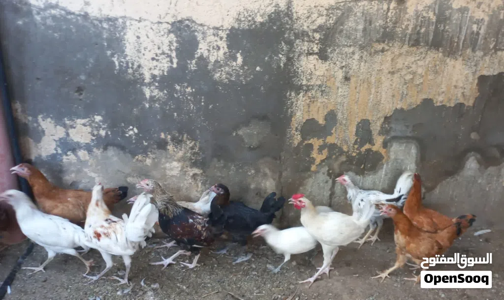 دجاج عماني أن بالجمله