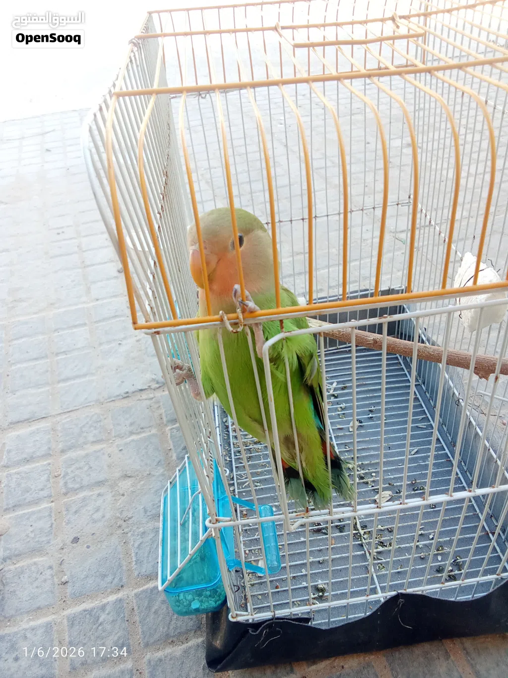 بركديلو انتايه مروضه ترويض منزلي كما موضح في الصوره ربي ايبارك