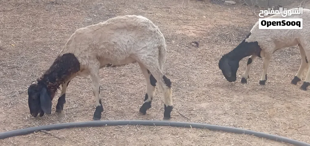 يوجد زوز فطايم عربيات